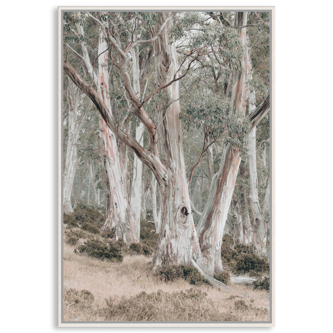 GUM TREES II - Framed Canvas