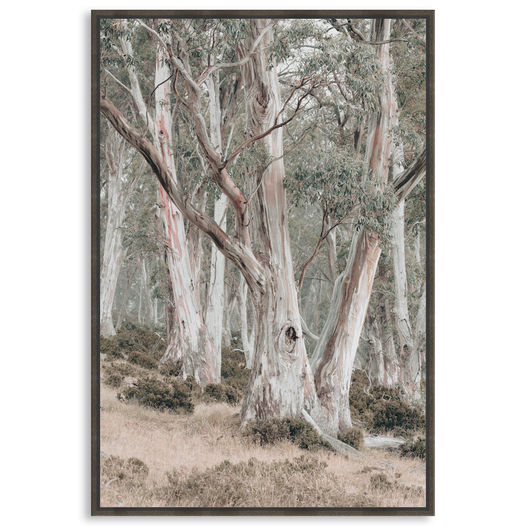 GUM TREES II - Framed Canvas