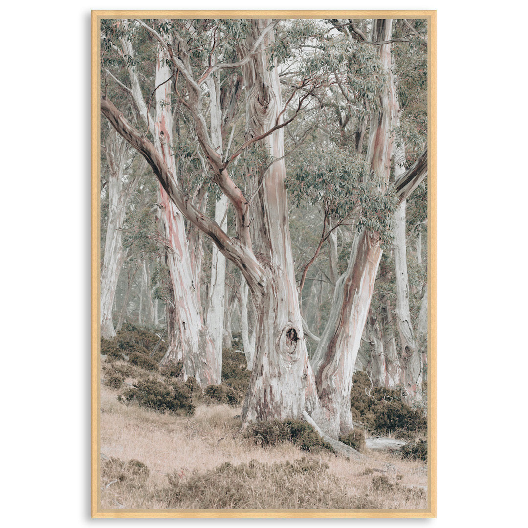 GUM TREES II - Framed Canvas