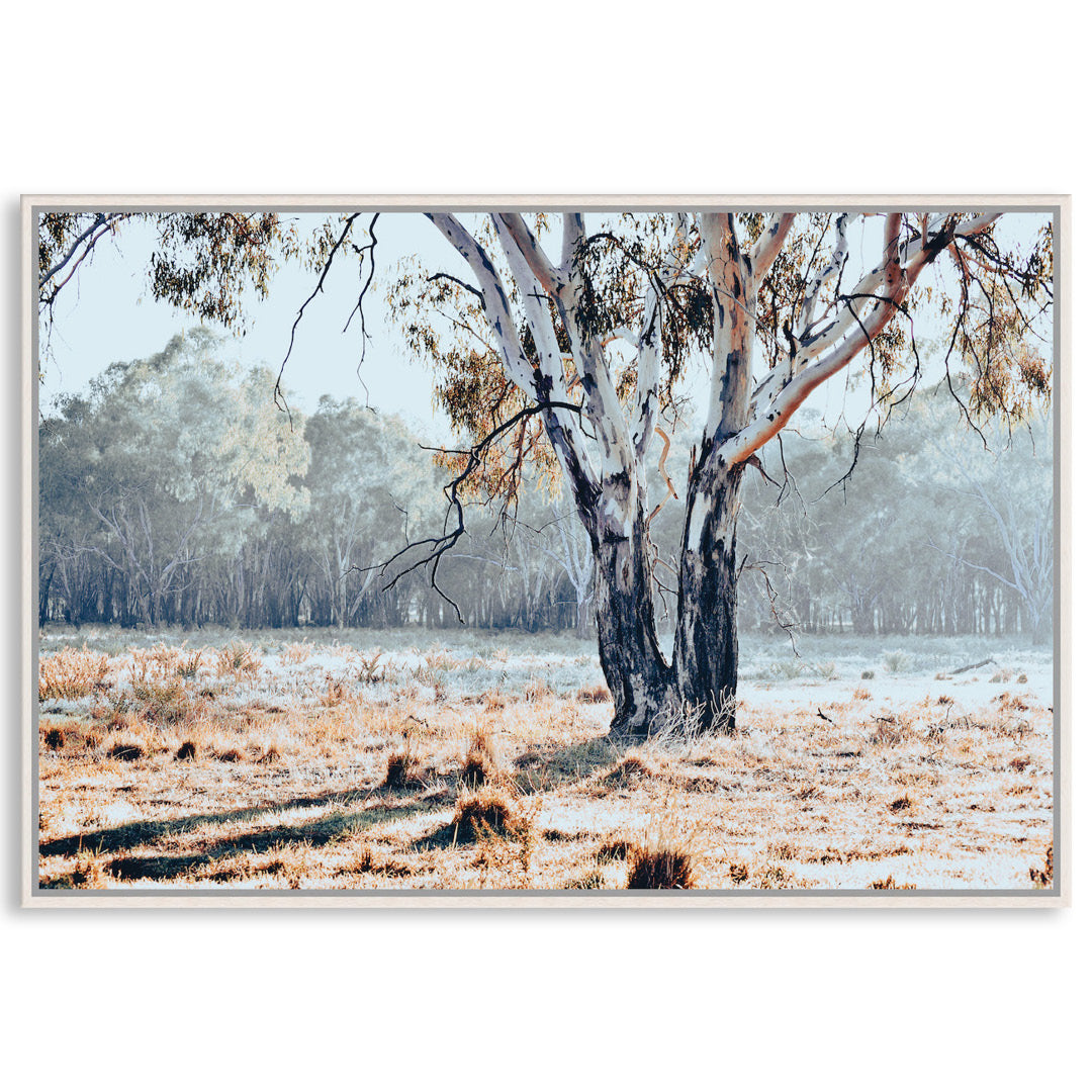 RIVER GUM I - Framed Canvas