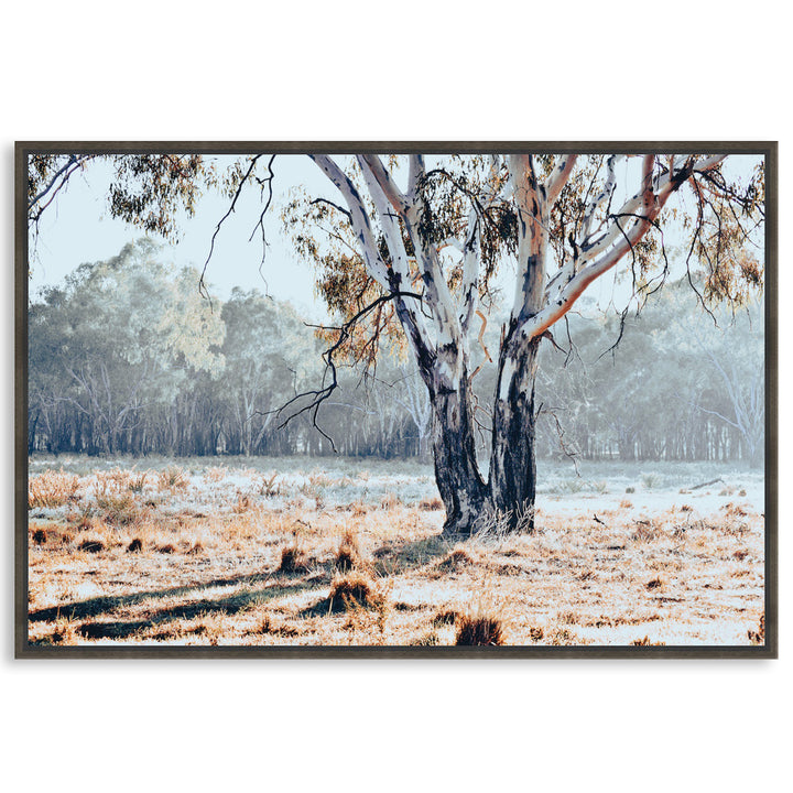 RIVER GUM I - Framed Canvas