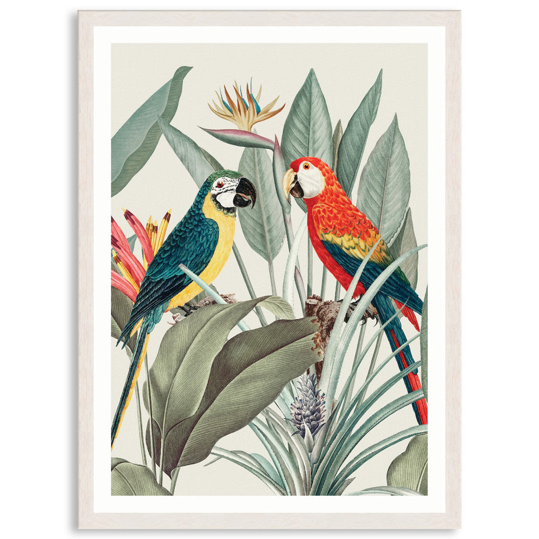 COLOURFUL MACAWS IV - Framed Print