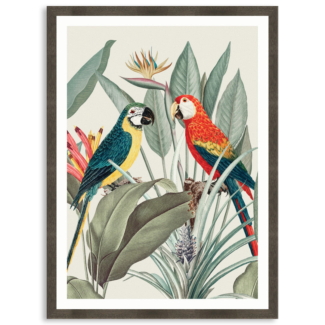 COLOURFUL MACAWS IV - Framed Print