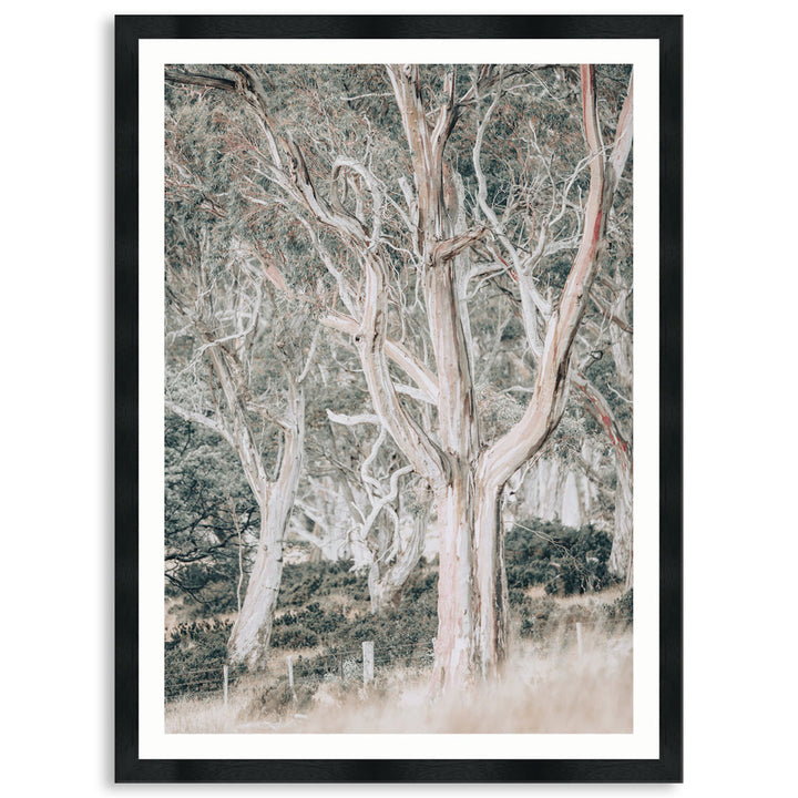 GUM TREES III - Framed Print