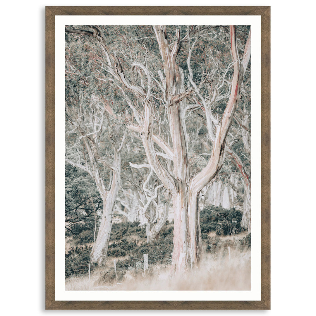 GUM TREES III - Framed Print