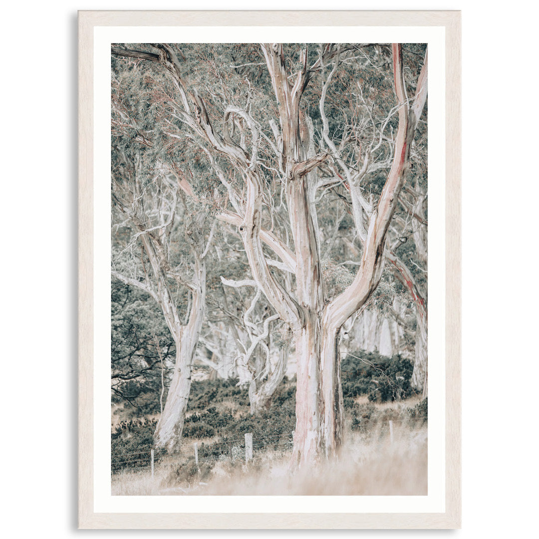 GUM TREES III - Framed Print