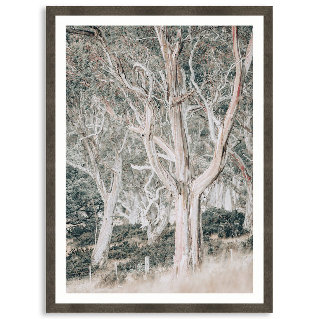 GUM TREES III - Framed Print