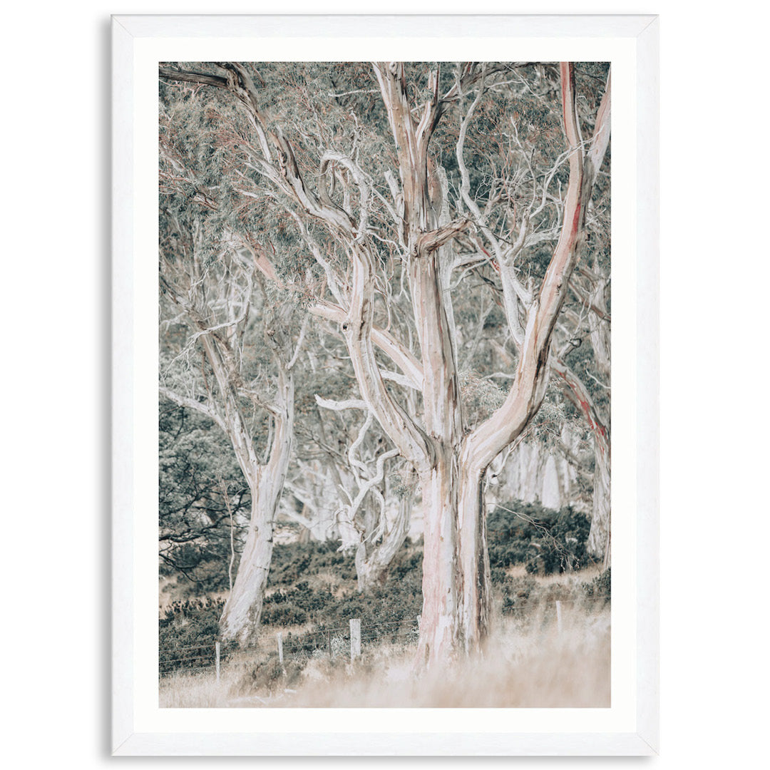 GUM TREES III - Framed Print