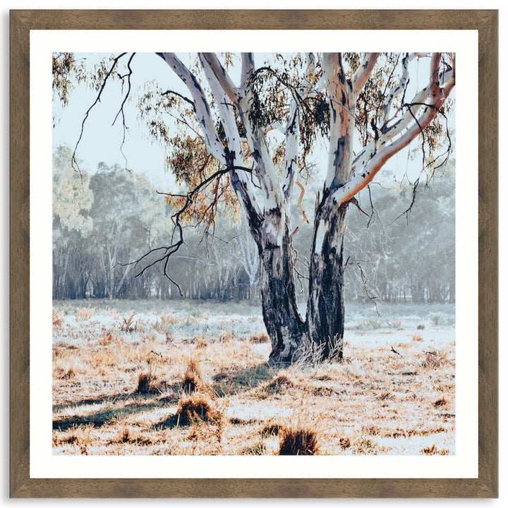 RIVER GUM II - Framed Print