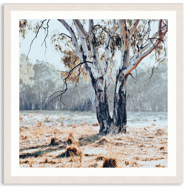 RIVER GUM II - Framed Print