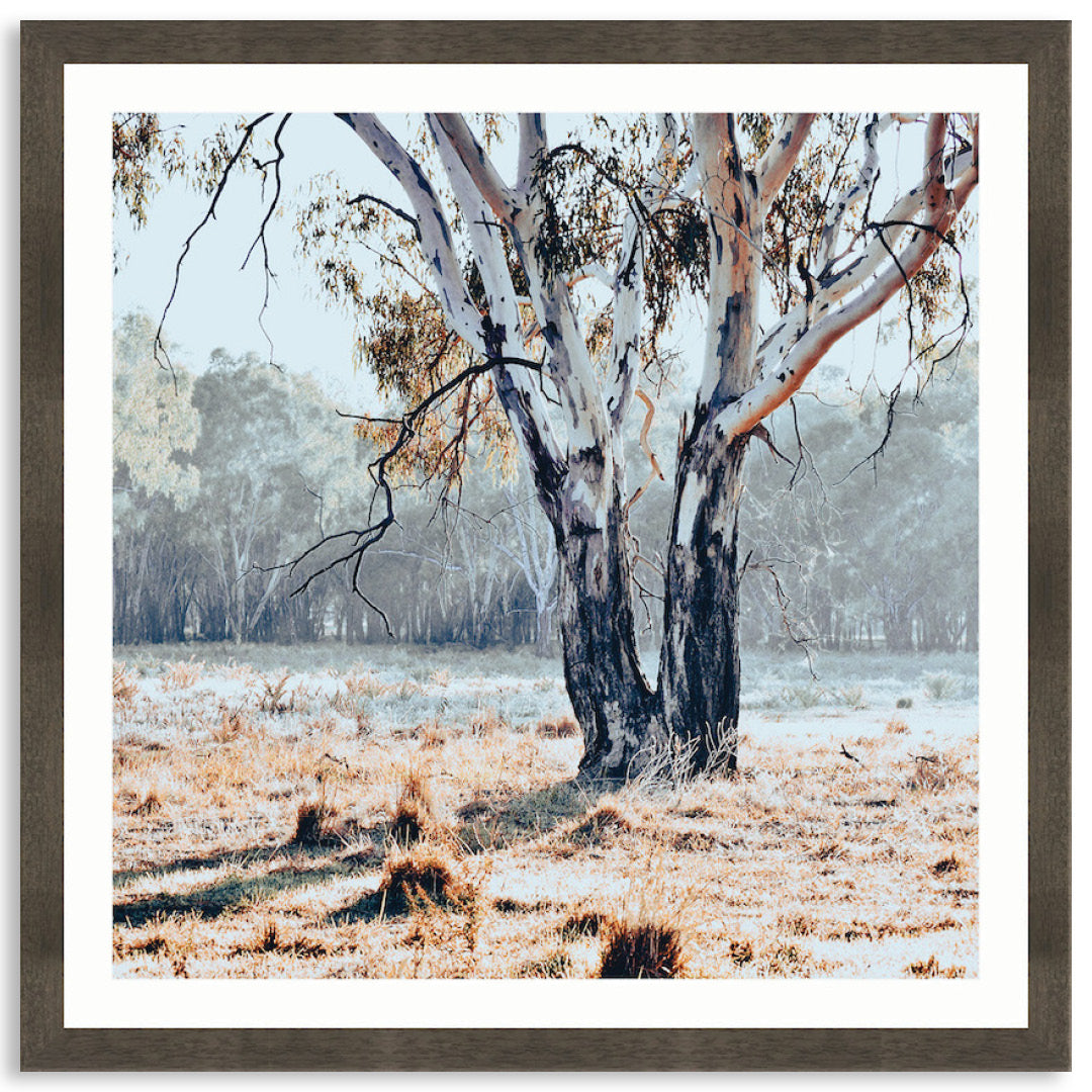 RIVER GUM II - Framed Print