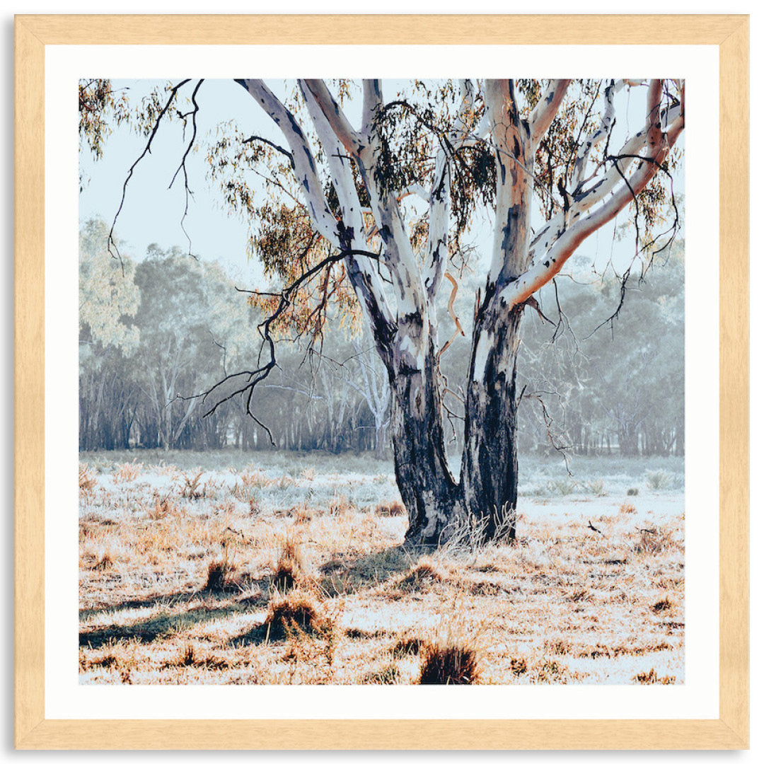 RIVER GUM II - Framed Print