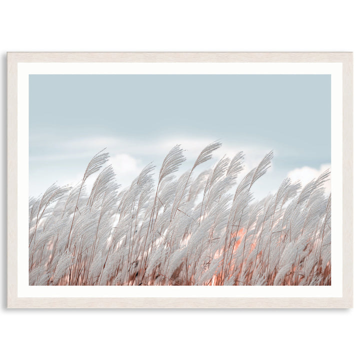 SILVER GRASS I - Framed Print