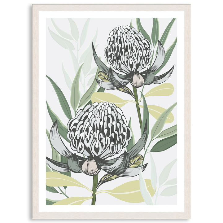 WHITE WARATAH I - Framed Print