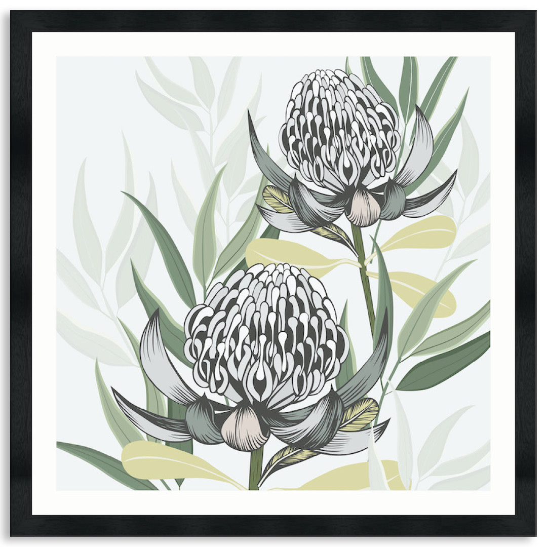 WHITE WARATAH II - Framed Print