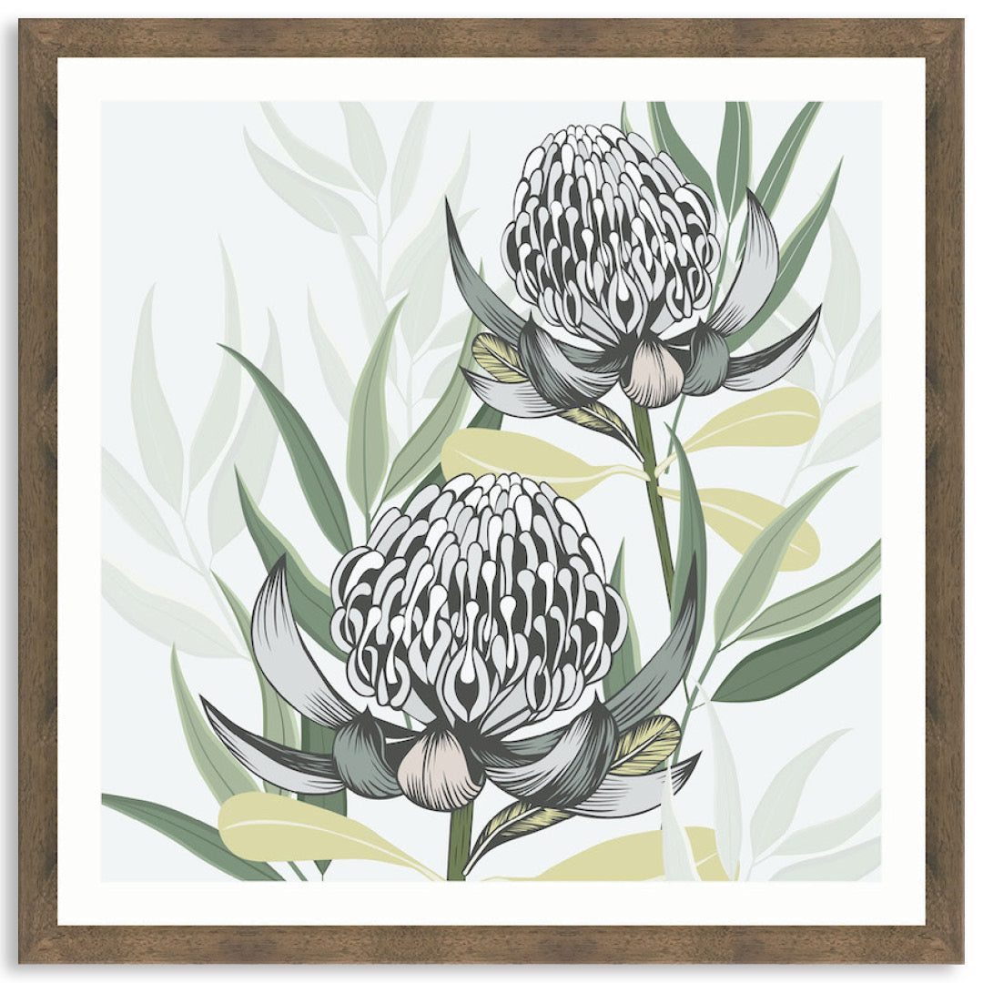 WHITE WARATAH II - Framed Print