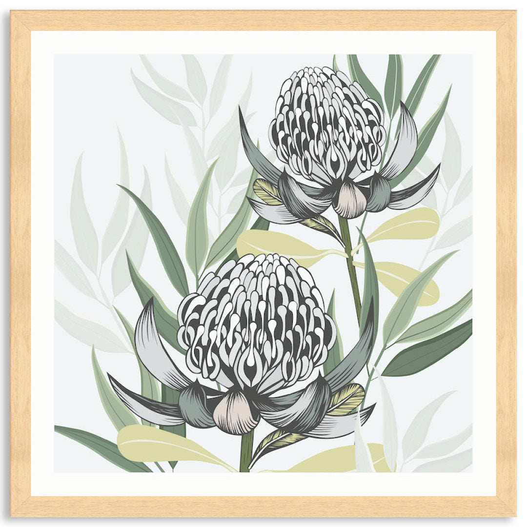 WHITE WARATAH II - Framed Print