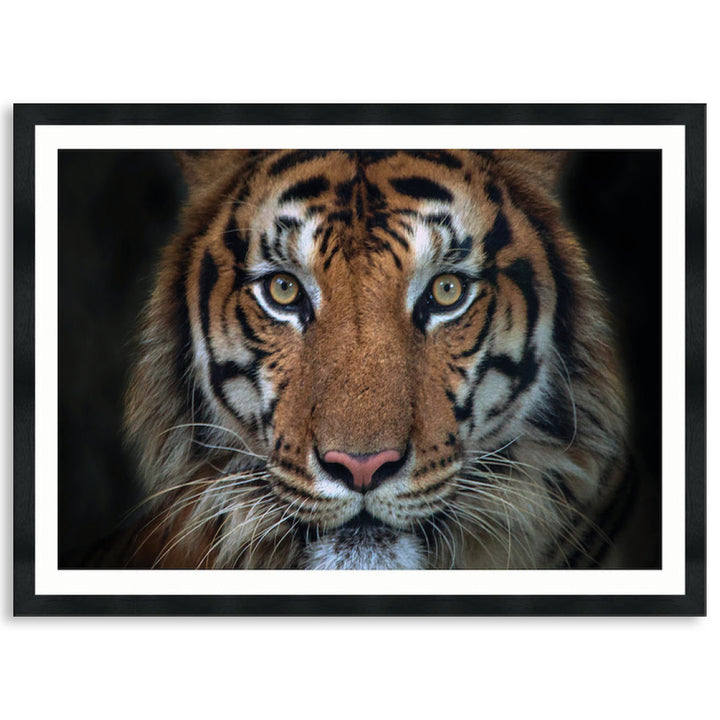 BENGAL TIGER I - Framed Print