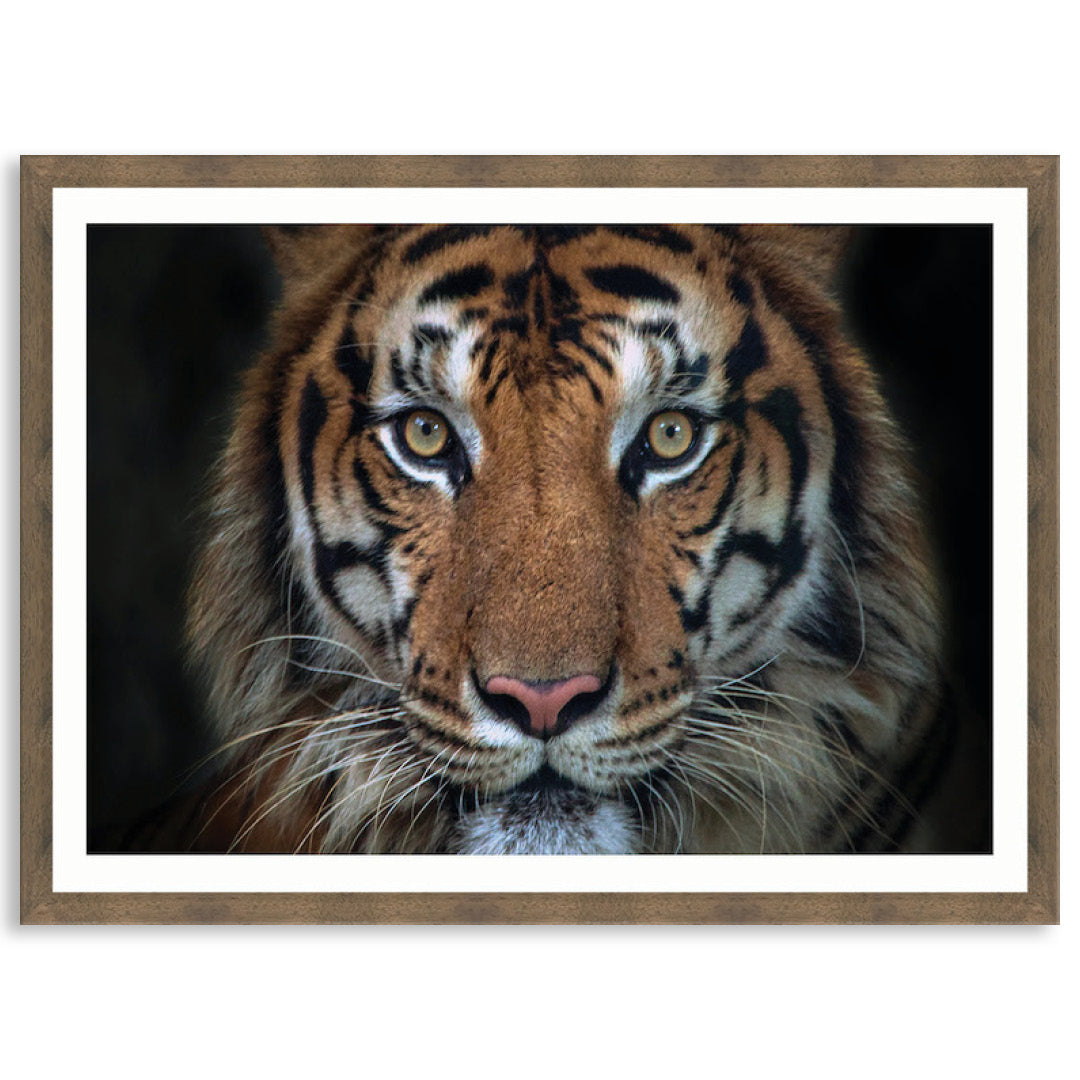 BENGAL TIGER I - Framed Print