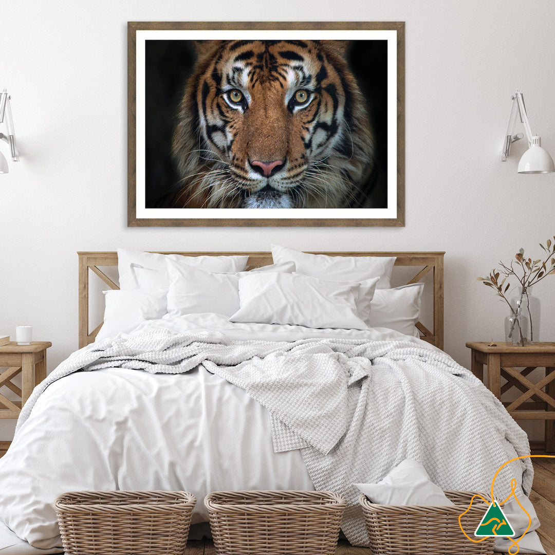 BENGAL TIGER I - Framed Print