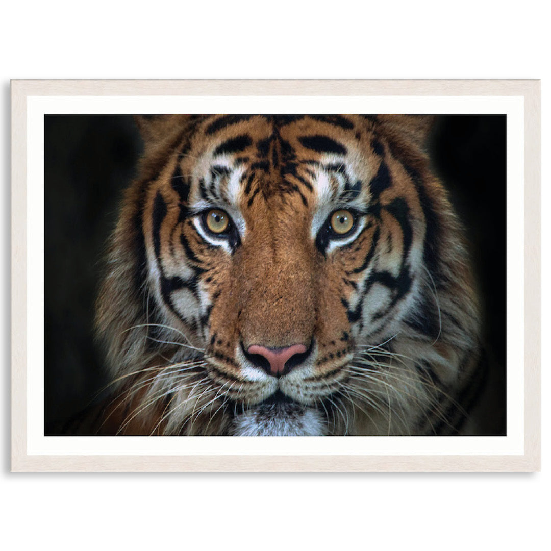 BENGAL TIGER I - Framed Print