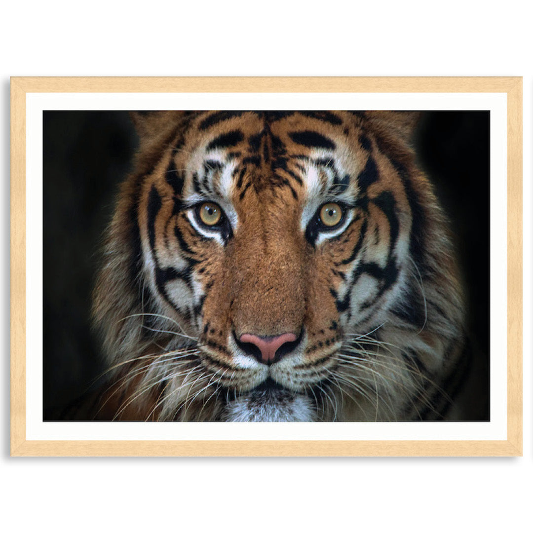 BENGAL TIGER I - Framed Print