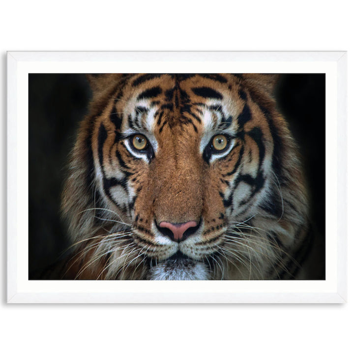 BENGAL TIGER I - Framed Print