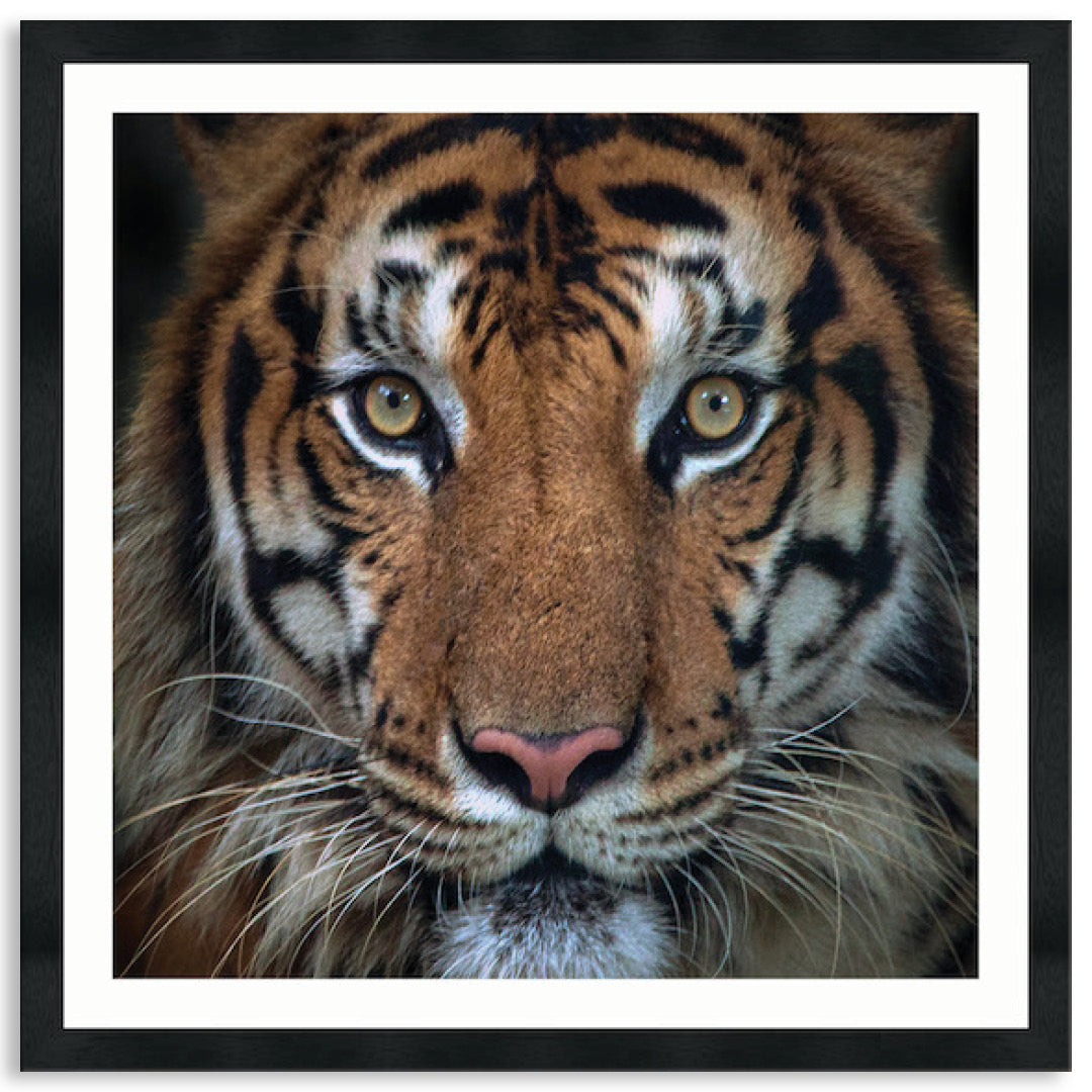 BENGAL TIGER II - Framed Print