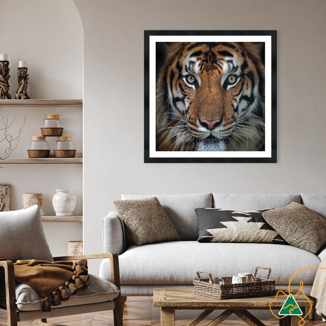 BENGAL TIGER II - Framed Print