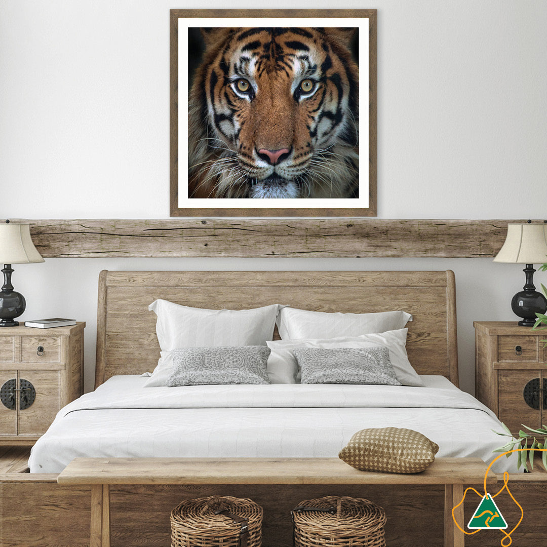 BENGAL TIGER II - Framed Print