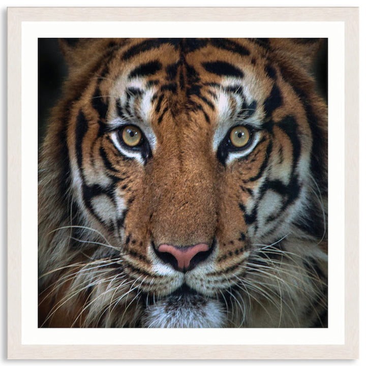 BENGAL TIGER II - Framed Print