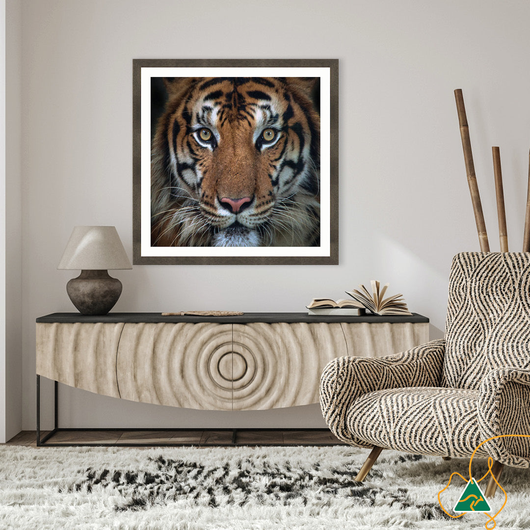 BENGAL TIGER II - Framed Print