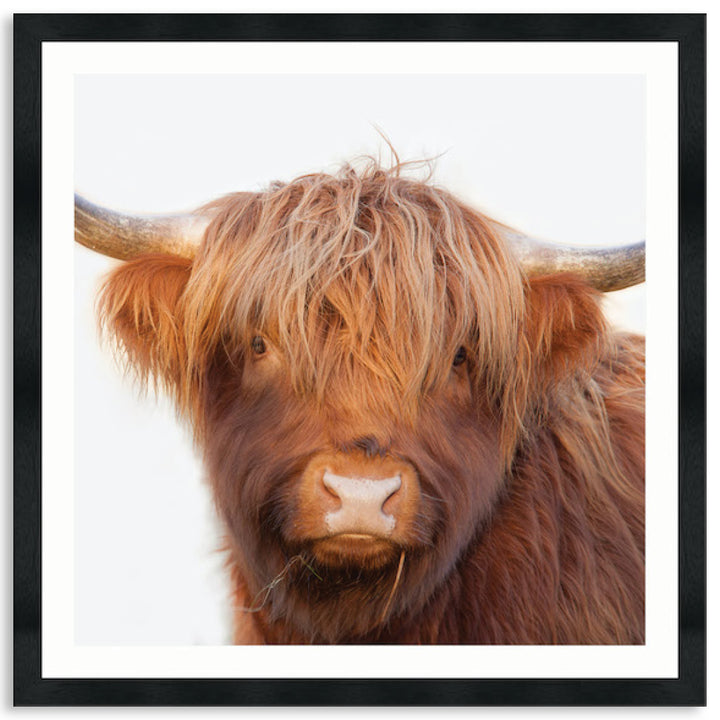 HAMISH II - Framed Print