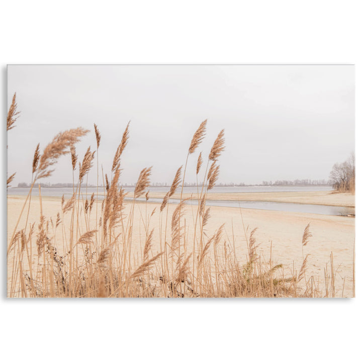 PAMPAS GRASS I - Canvas Print