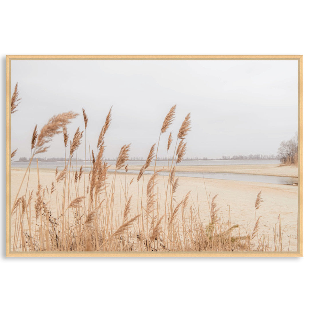 PAMPAS GRASS I - Framed Canvas