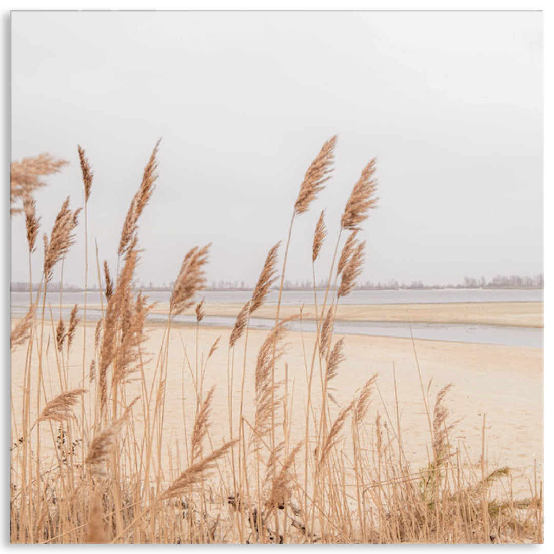 PAMPAS GRASS II - Canvas Print