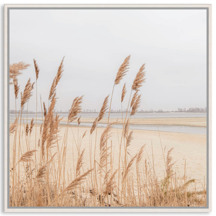 PAMPAS GRASS II - Framed Canvas