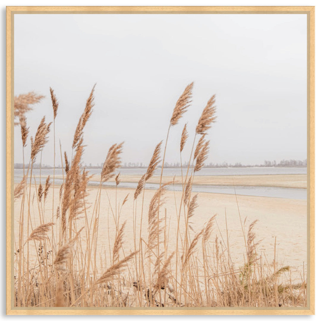 PAMPAS GRASS II - Framed Canvas