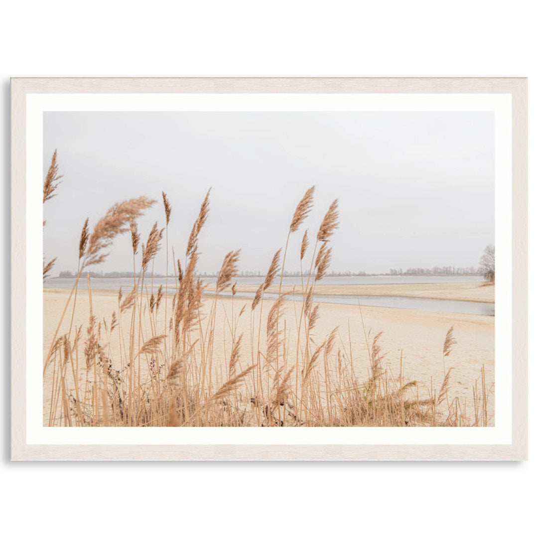 PAMPAS GRASS I - Framed Print