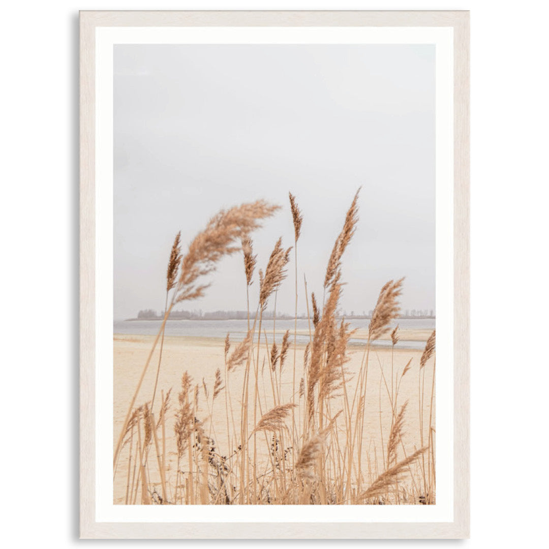 PAMPAS GRASS III - Framed Print