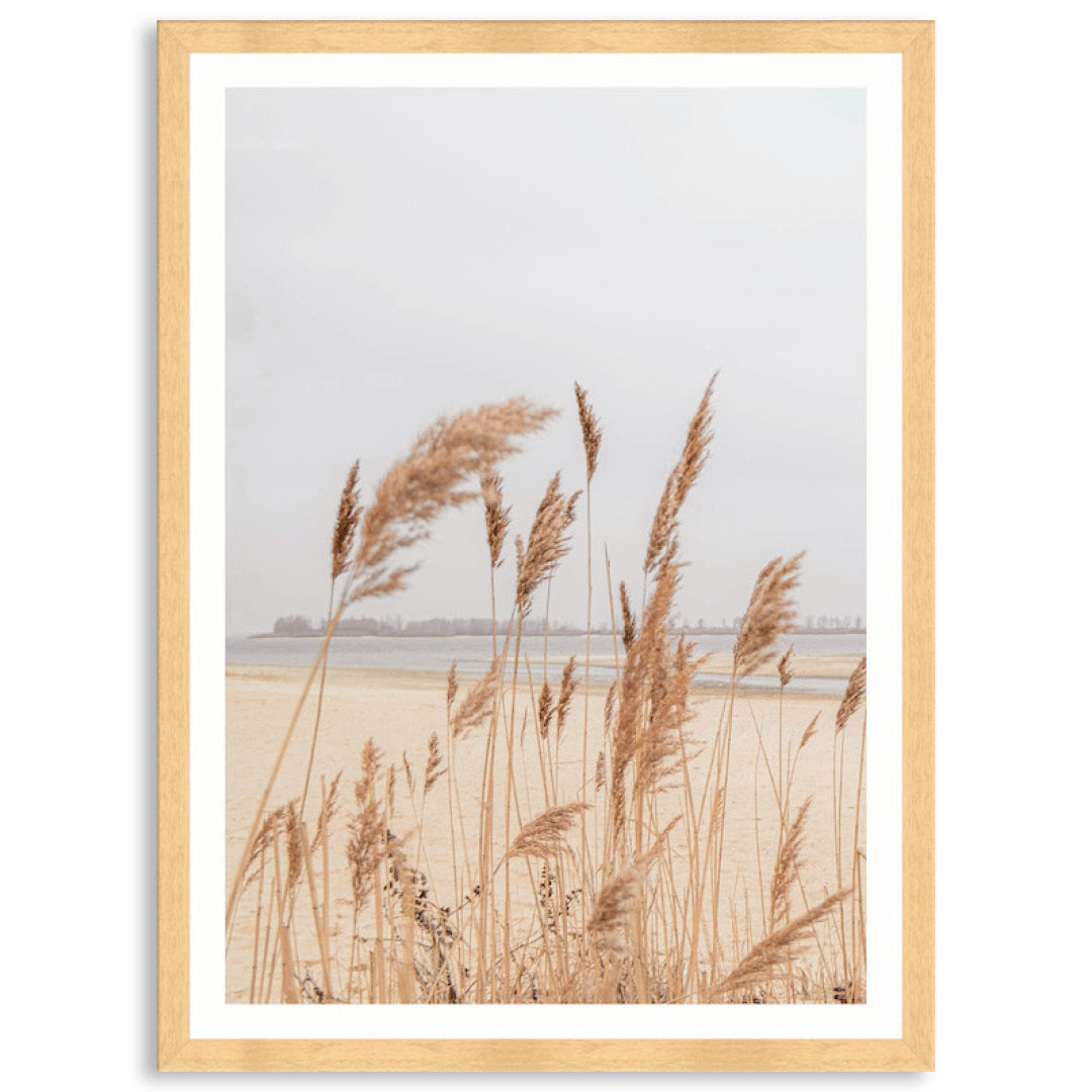 PAMPAS GRASS III - Framed Print