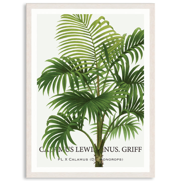 PALM COLLECTION II - Framed Print