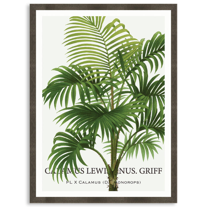 PALM COLLECTION II - Framed Print