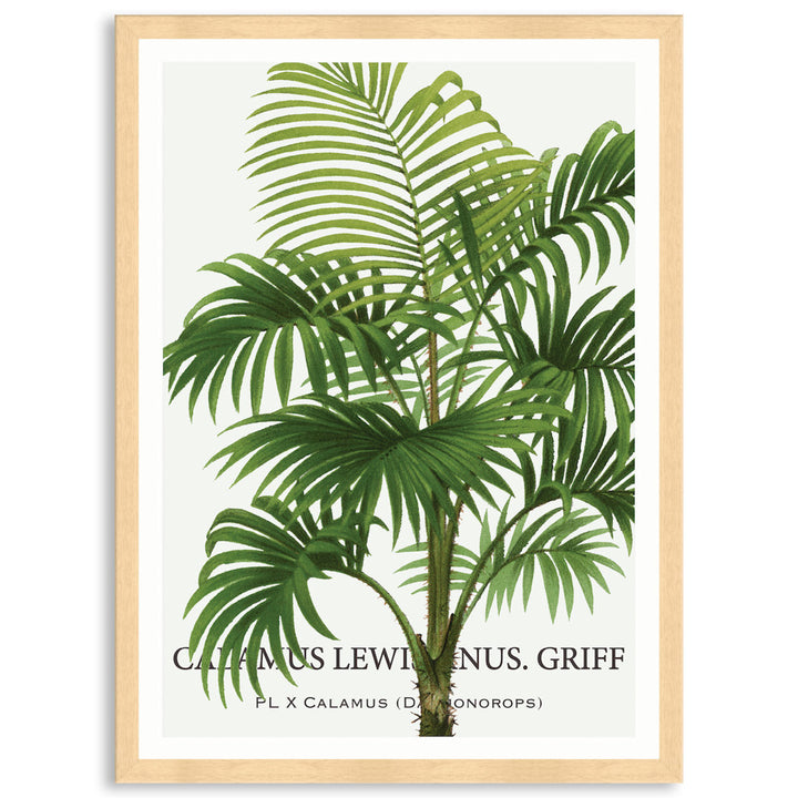 PALM COLLECTION II - Framed Print