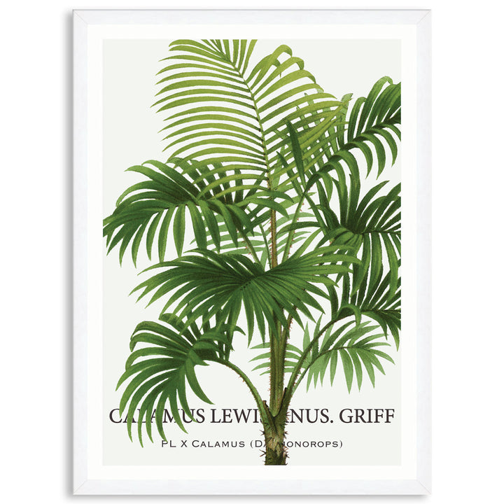 PALM COLLECTION II - Framed Print