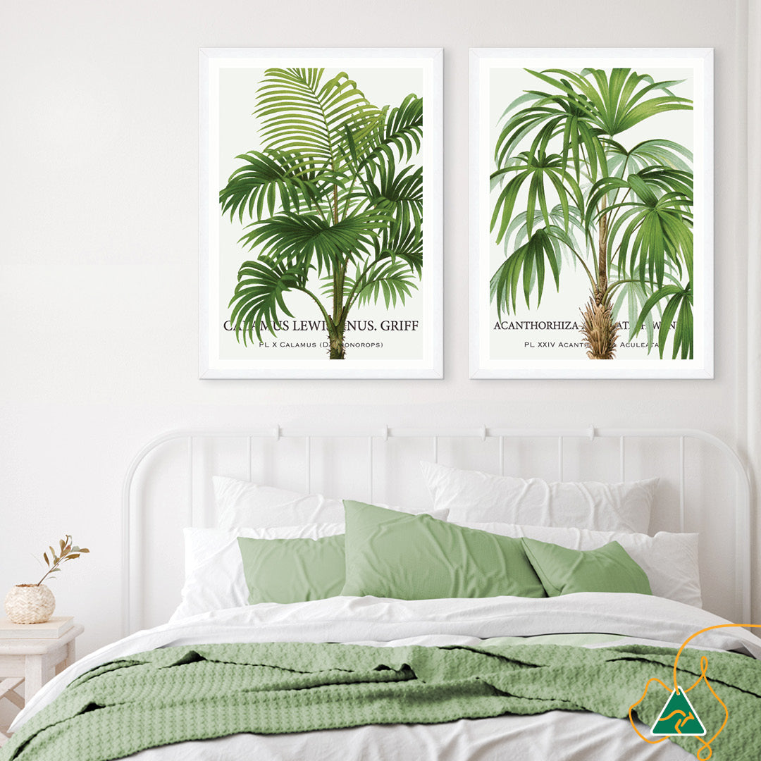 PALM COLLECTION II - Framed Print